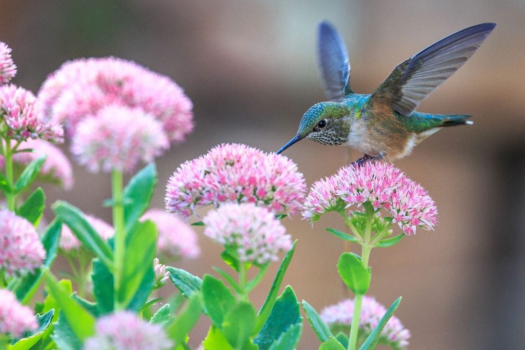 closeup of hummingbird on flower